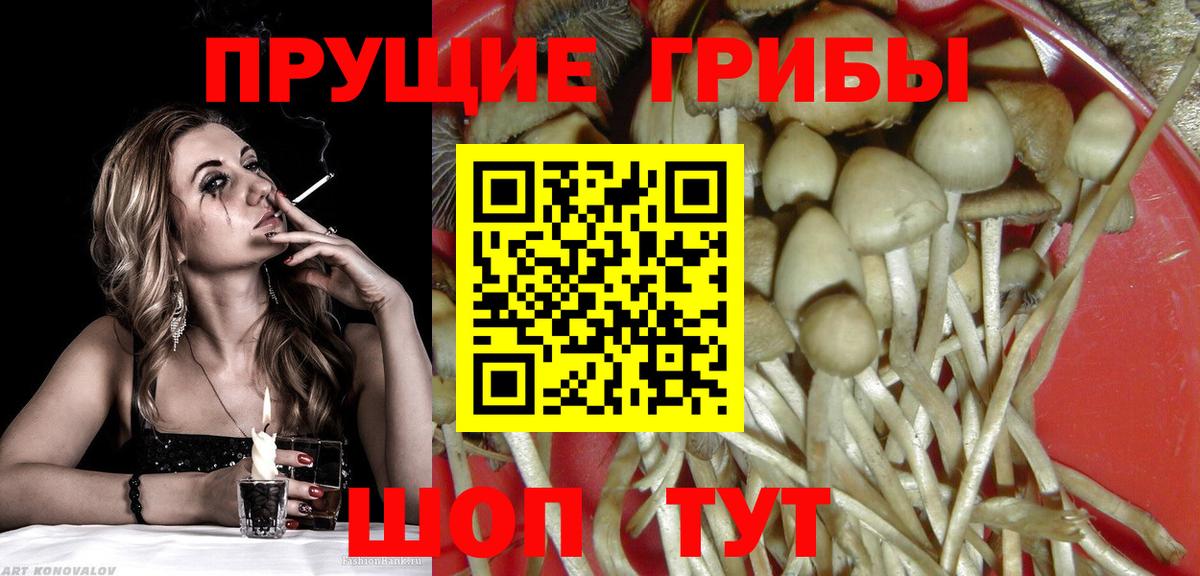Тимашёвск  Псилоцибиновые грибы Cubensis  Вход с VPN 